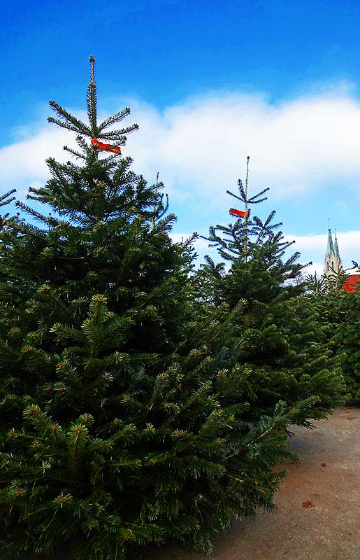 Nordmanntanne als Weihnachtsbaum