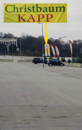 Nordmanntanne als Weihnachtsbaum